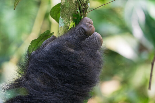 Mountain gorilla, Uganda, Africa