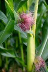 Maize growing in a field in East Grinstead