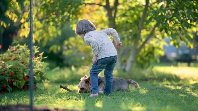 Funny cute little boy playing with pedigreed Australian terrier in sunny summer backyard or garden. Outdoor portrait of a boy with blue and sable tan purebred Australian terrier dog pet. Slow motion.