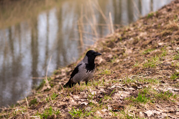 gray crow on the background of fallen leaves