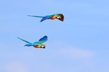 Beautiful Macaw parrots flying in the sky. Free flying bird