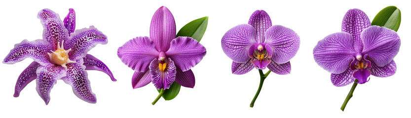 Fototapeta premium Purple Orchid Collection, Four different purple orchids with detailed petals and leaves, Exotic Flowers.