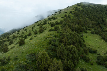 Aerial view of beautiful high altitude forest grassland mountain landscape