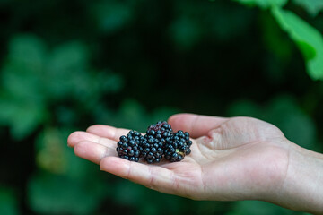 Blackberries in a woman's hand.