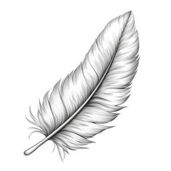 A close-up, detailed drawing of a single white feather rendered in pencil