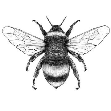 graphic illustration bee, hand draw art black line art