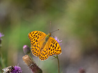Kaisermantel (Argynnis paphia)