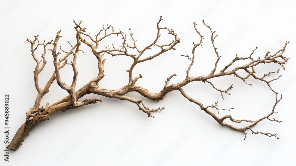 Poster a dry, twisted branch with intricate patterns, showcasing natural textures and shapes.