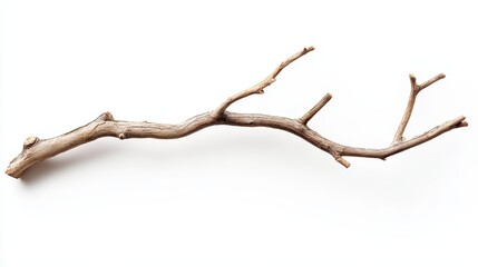 Fototapeta premium A dry, twisted branch with multiple offshoots on a white background.