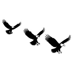 Flock of eagle in flight