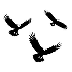 Flock of eagle in flight