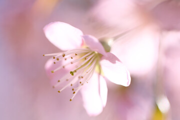 pink cherry blossom sakura flowers in close up