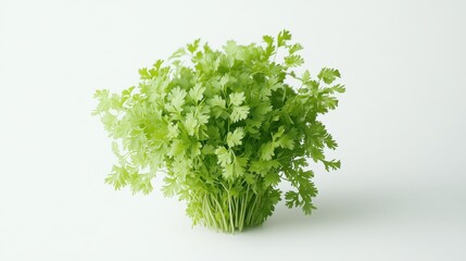 Obraz premium A fresh bunch of green cilantro leaves arranged neatly.