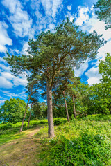Lickey Hills country Park West Midlands England UK.