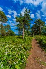 Lickey Hills country Park West Midlands England UK.
