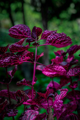 Tropical, exotic plant with purple leafs photographed in Monte Palace Tropical Garden, Madera