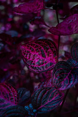 Purple magenta leafs of a tropical plant I photographed at Madera nature at Monte Palace Tropical Garden.
