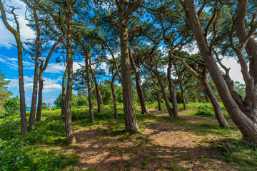 Lickey Hills country Park West Midlands England UK.