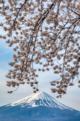 河口湖畔の枝垂れ桜
