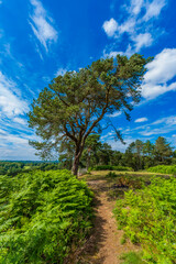 Lickey Hills country Park West Midlands England UK.