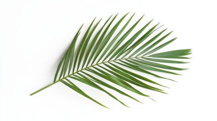 Fototapeta premium A green palm leaf resting on a white background, showcasing its natural beauty.