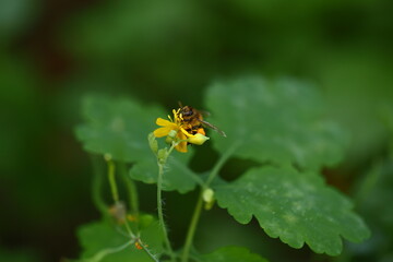 Insects under a macro lens. Macro photo.