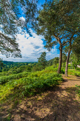 Fototapeta premium Lickey Hills country Park West Midlands England UK.