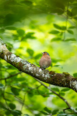 Close-up of a bird perched on a mossy branch