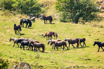 Herd of horses moving across a meadow