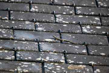 Fototapeta premium Lizard resting on weathered roof tiles