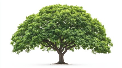 A large, lush green tree with a wide canopy against a white background.