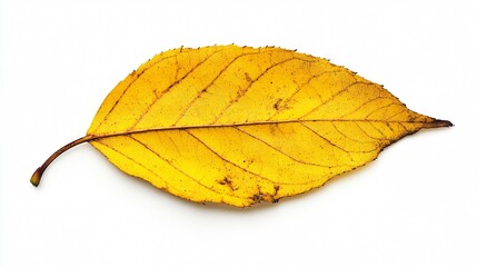 Vibrant Autumn Season Concept with Yellow Leaf on White Background