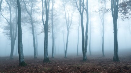 A panoramic view of a forest in fog, with tree trunks disappearing into the mist and an eerie silence pervading the scene.