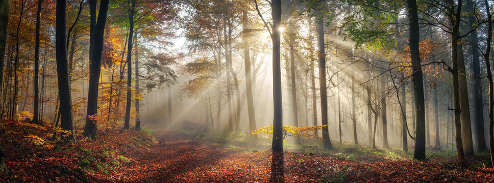 Fototapeta Panoramic nature scenery with beautiful sunny mood in a foggy forest in autumn, with the rays of sunlight illuminating the mist behind the tree trunks along a path 