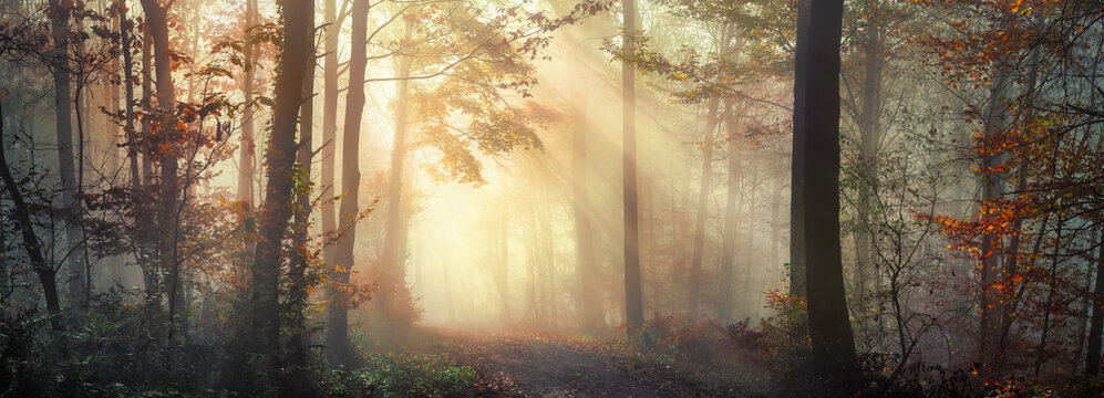 Fototapeta Panoramic nature scenery with beautiful sunny mood in a foggy forest in autumn, with the rays of sunlight illuminating the mist behind the tree trunks along a path 