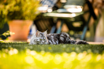 Maine Coon im Garten © la.hoschi.pictures