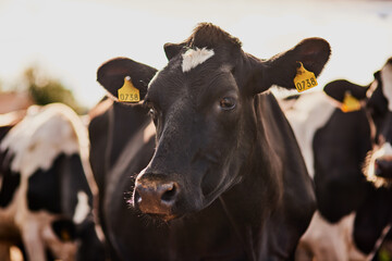 Cow, cattle and animal with tag for livestock, agriculture or countryside production on dairy farm....