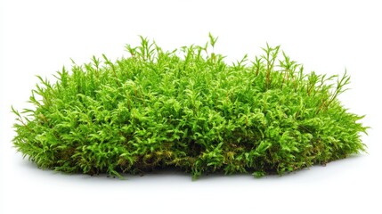 A lush green moss patch on a white background, showcasing natural texture and color.