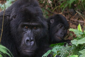 Mountain gorilla, Uganda, Africa