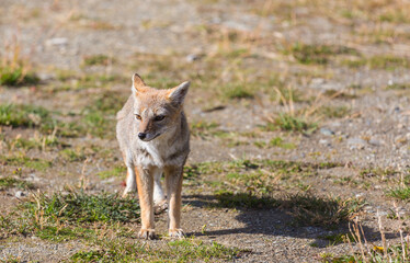 Fox in Patagonia