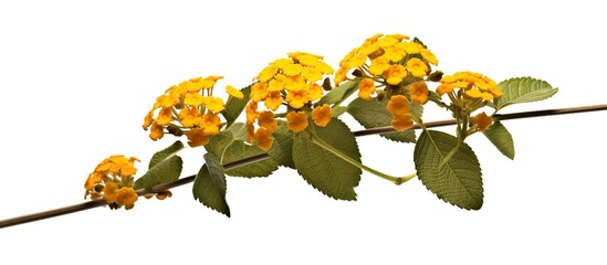 Hedge flower, Lantana, Weeping lantana, White sage.(Scientific name Lantana camara) flower with leaves on white background.