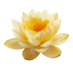 A yellow lotus flower on a transparent background