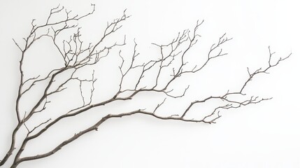 Fototapeta premium A minimalist composition featuring a bare branch against a white background.