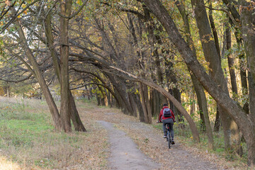 Obraz premium Man on bicycle riding path in autumn forest. Cycler in natural from fall trees tunnel. Arch from deciduous plant with yellow leaves. Active recreation. October dirt bicycle road. Cycling fall foliage.