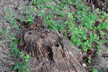 a tree stump with a hole in it and some green grass around it  