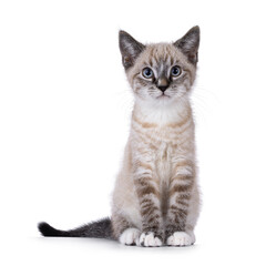 Fototapeta premium Cute house cat kitten, with tabby point pattern, sitting up facing front. Looking towards camera. Isolated on a white background.