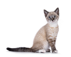 Cute house cat kitten, with tabby point pattern, sitting up side ways. Looking straight to camera. Isolated on a white background.