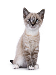 Cute house cat kitten, with tabby point pattern, sitting up facing front. Looking curious  to camera. Isolated on a white background.