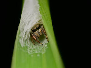 Jumping spider in a nest on the grass