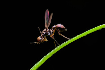 Brown sepsis fly on the grass